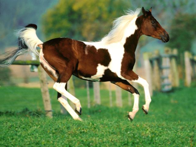 80-1600x1200-horse.jpg